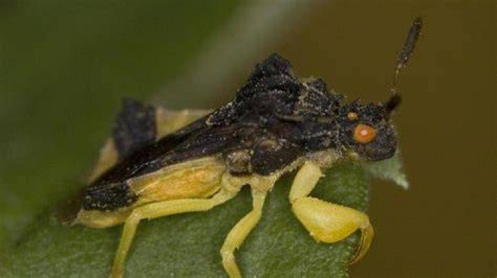 Ambush Bug in a Hawaiian shirt, holding his hand to his head