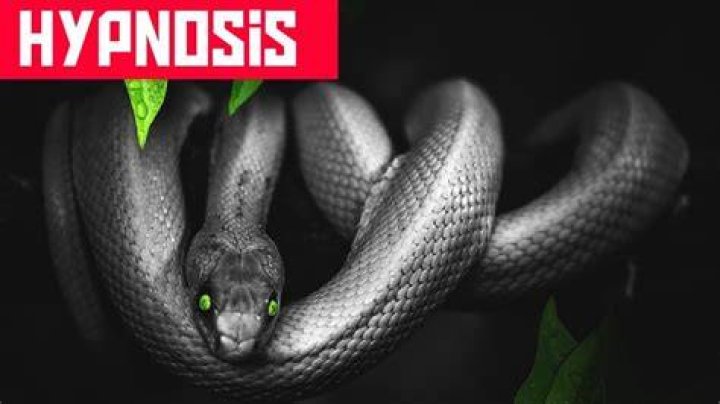 Can snakes hypnotize?