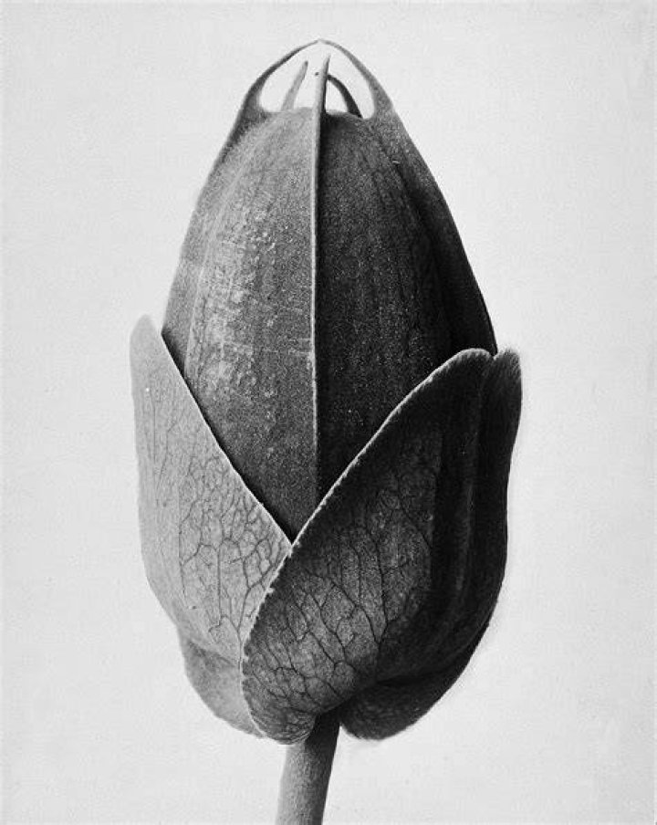 Karl Blossfeldt