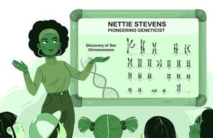 Nettie Stevens Nettie Stevens