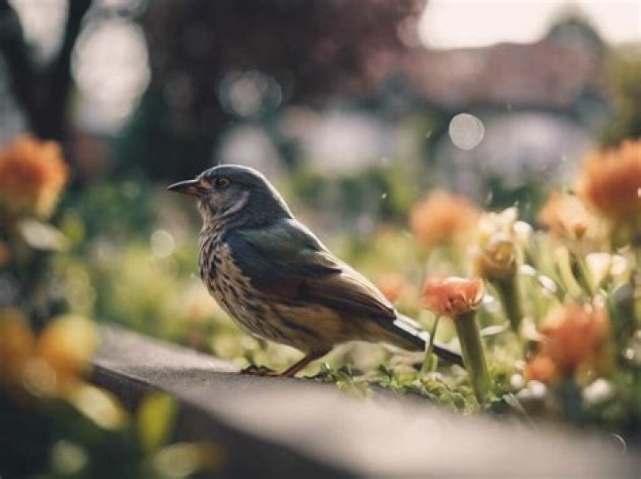 Why are there no birds in Zootopia?