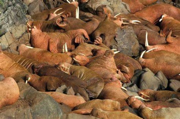Why was the Walrus and the Carpenter weeping?